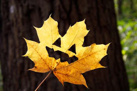 yellow maple leaf with painted mouth and eyes on wood backgroundの写真素材