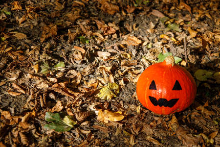 pumpkin Jack stands on the ground covered with dry leavesの写真素材