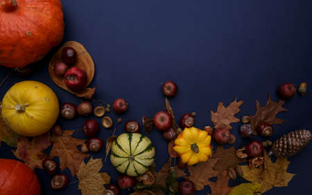 Autumn composition with pumpkins leaves on a dark blue backgroundの写真素材