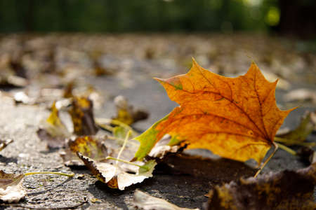 yellow maple leaf lies on the ground and is illuminated by the rays of the sunの写真素材