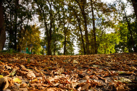 many yellow leaves lying on the ground and green trees in the backgroundの写真素材