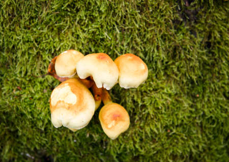 small light mushrooms grown at the foot of the treeの写真素材