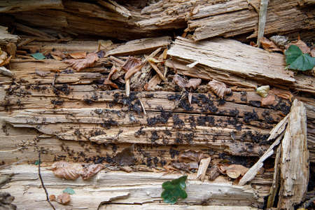 texture of split wood and leaves from yellow and green treesの写真素材