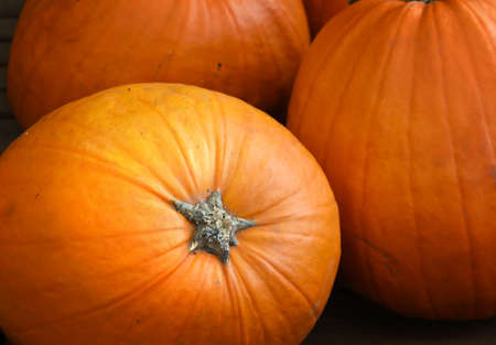 several large ripe orange pumpkins from the harvested close upの写真素材