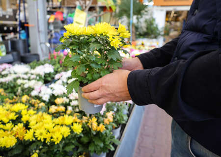 man hands hold a pot of flowers in a flower shop.の写真素材