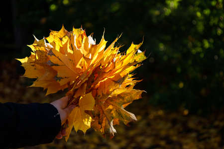 child hand holds a large number of yellow maple leaves fallen from treesの写真素材