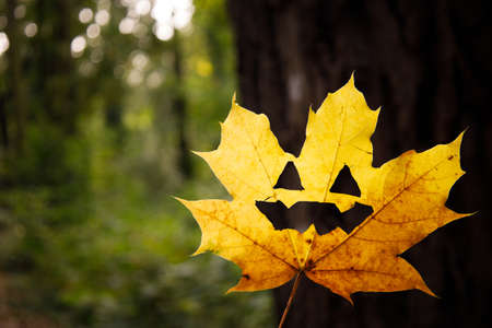 yellow maple leaf with painted mouth and eyes on wood background.の写真素材