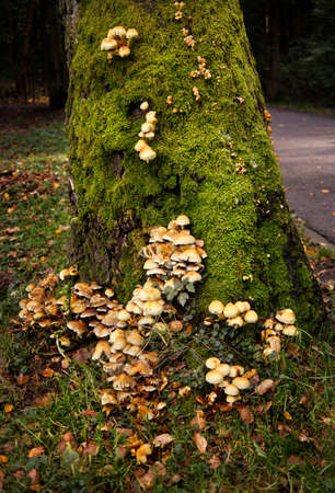 large mycelium growing on a moss-covered treeの写真素材