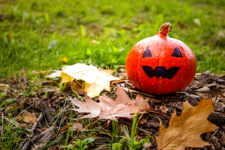 jack pumpkin stands on the grass and next to yellow oak leavesの写真素材