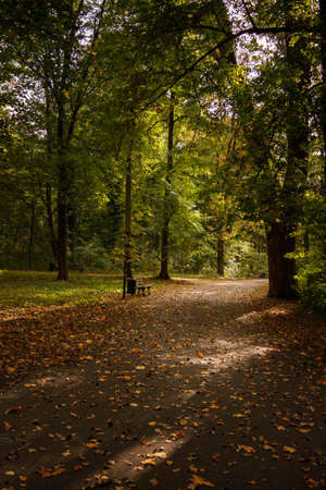 deserted path in the park strewn with leaves fallen from treesの写真素材