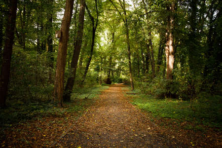 park path strewn with yellow branches that have fallen from trees .の写真素材