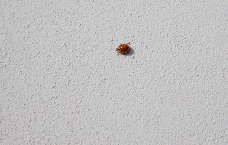Ladybug on a sunny day crawls on the wall of the houseの写真素材