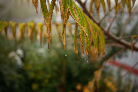 sprig with smooth green leaves on which water dropsの写真素材