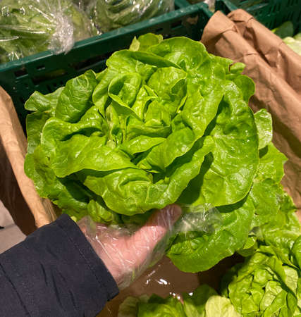 hand in disposable glove chooses green salad in storeの写真素材