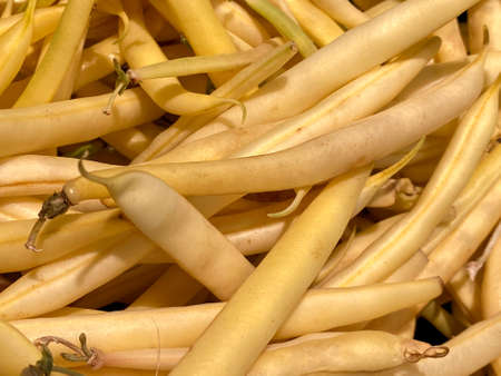 ripe yellow green beans in large quantitiesの写真素材