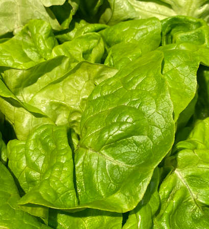 beautiful leaves of ripe green lettuce in bright lightの写真素材