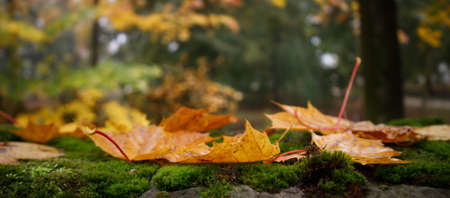 yellow maple leaves lie on a mossy fence in an old parkの写真素材
