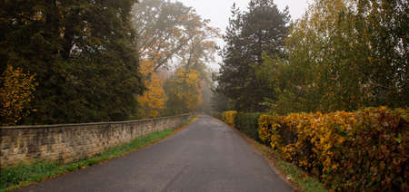 deserted road among bushes and trees with yellowed leavesの写真素材