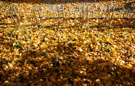 metal bike parking rack covered with beautiful yellow tree leavesの写真素材