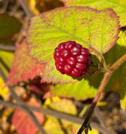 ripe blackberries on a bush in the November sun. . selective focus