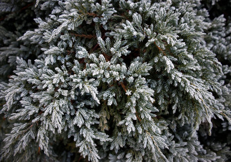 branches of green spruce covered with frosty frost in the early morning. selective focusの写真素材