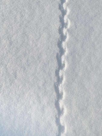 Snow texture with animal or bird legs. footprints on white snow. High quality photoの写真素材