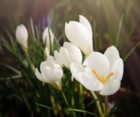 Spring flowers of snowdrop with water drops in spring forest and blurry bokeh lights. . High quality photoの写真素材