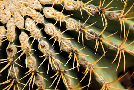 Closeup green cactus with texture green spiny needles pattern for background.の写真素材