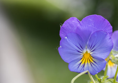 wild violets on a blurr green background. High quality photoの写真素材