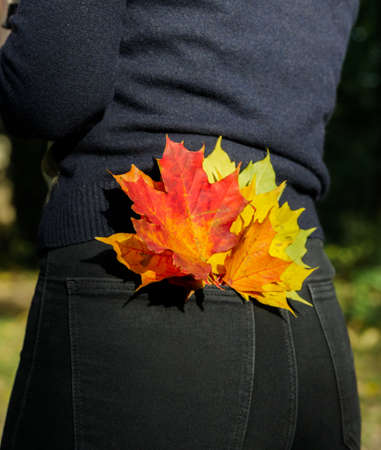 multi colored maple leaves in the back pocket of the girl black pants. High quality photoの写真素材