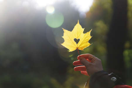 someone is holding a golden maple leaf with a heart-shaped hole in their hand. In the background is a park covered with yellow-green foliage. Glare of the sun. High quality photoの写真素材