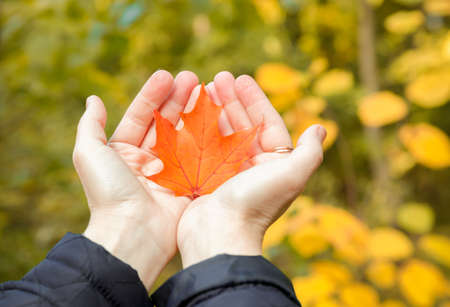 orange autumn maple leaf in the palms. no face, only hands. Blurred yellow leaves on background. High quality photoの写真素材