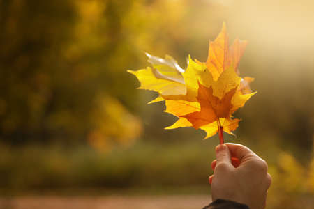A woman holds golden maple leaves in her hand. In the background there is a park covered with yellow green foliage. High quality photoの写真素材