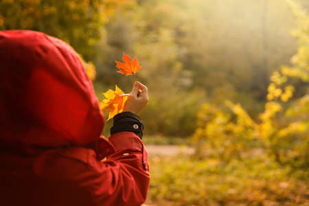 Young woman in red jacket looks at a red autumn maple leaf on the background against of blurred yellow green foliage of trees. High quality photoの写真素材
