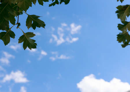 frame of leaves against a blue sky with clouds on a bright sunny day. High quality photo
