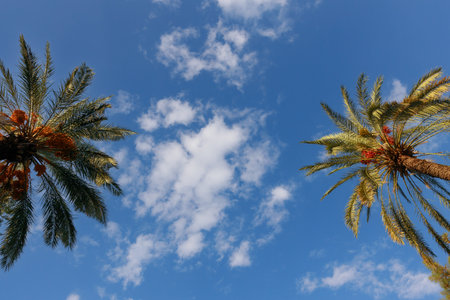 Palm trees against the blue summer sky. High quality photo