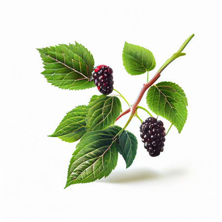 Fresh black mulberry isolated on white background. generative AIの素材