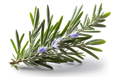 Rosemary twig on white background.seasoning and spice,generative AIの素材