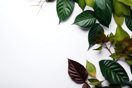 green leaves of plants on a white background. copyspace. flat lay, top view. Neural network AI generatedの素材