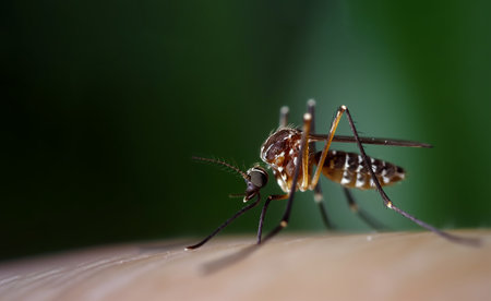 mosquito close-up on human skin at sunset. Generative AIの素材