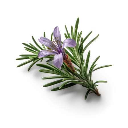 sprig of rosemary with flower on white background .generative ai.の素材