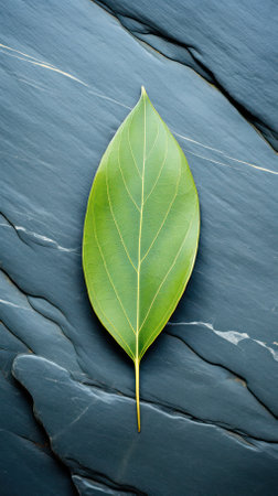 vertical background with green leaf on gray smooth stone. phone wallpaperの素材