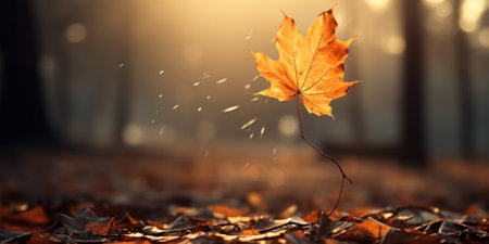 Autumn leaf on the fall blurred background.の素材