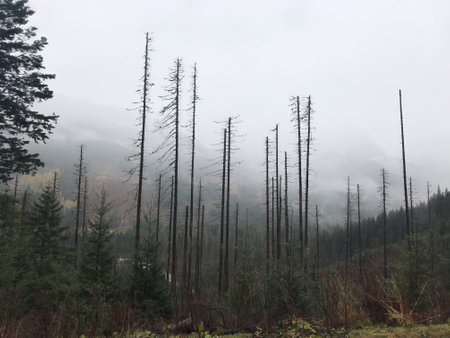 trunks of old pine trees in a foggy forest in Zakopane in rainy weather. High quality photoの写真素材