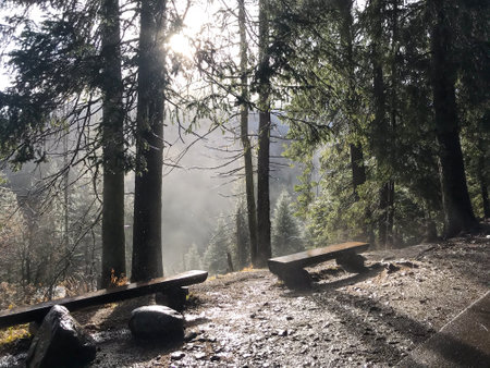 A forest scene with wooden benches and sunlight streaming through tall trees, casting long shadows on the ground.の写真素材
