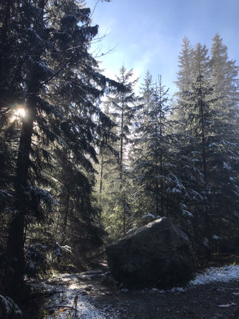Sunlight streams through tall evergreen trees in a snowy forest, highlighting a large rock and creating a peaceful, wintery atmosphere.の写真素材