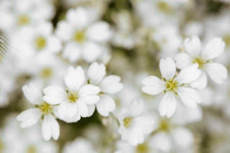 Flowers in soft and blur style for background