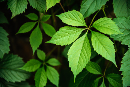 fresh and green leaves.