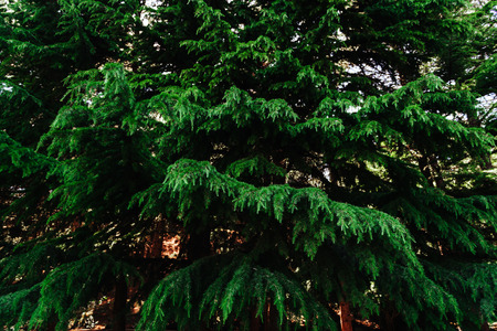 Blue spruce, green spruce.の写真素材