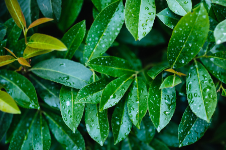 Green leaf with water dropの写真素材
